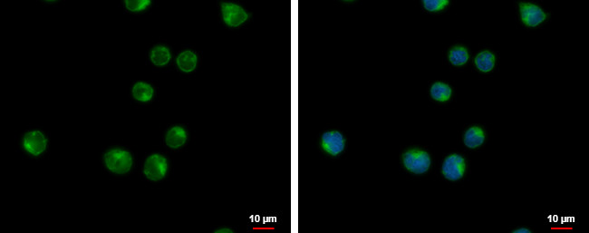 VPS37C Antibody in Immunocytochemistry (ICC/IF)