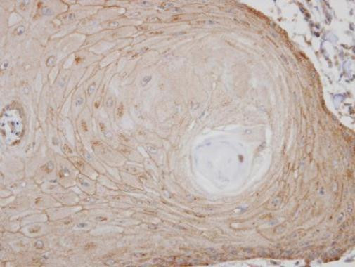 GPR137B Antibody in Immunohistochemistry (Paraffin) (IHC (P))