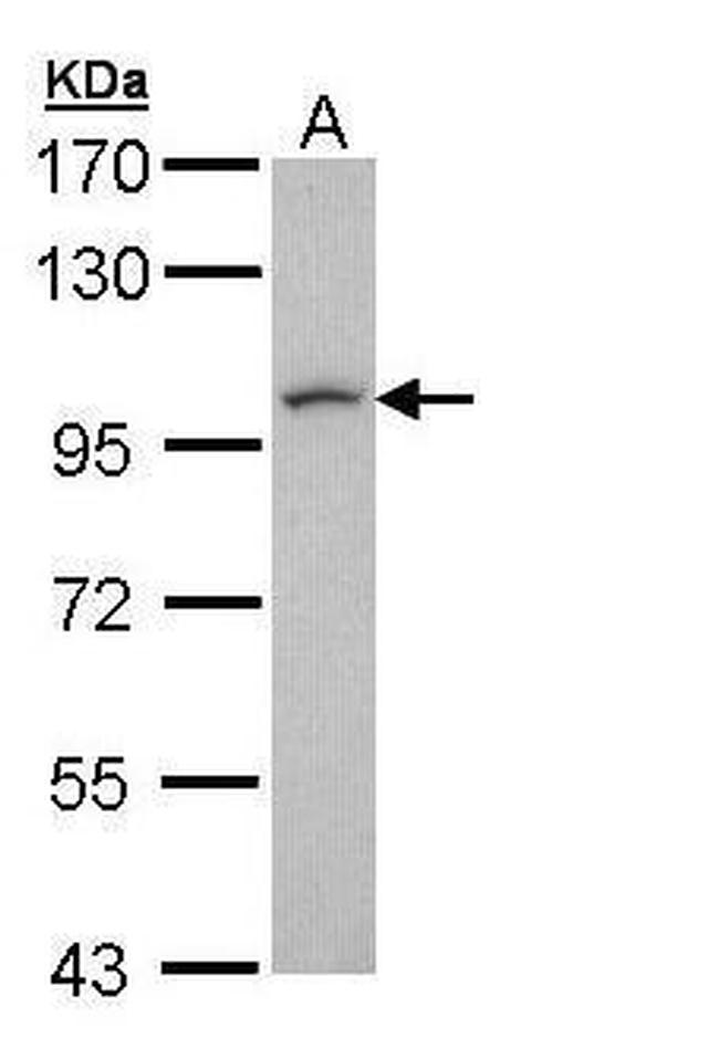 LUZP1 Antibody in Western Blot (WB)