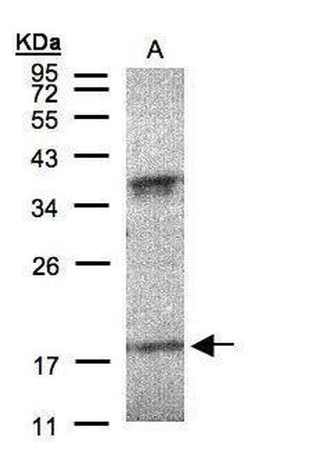 Interferon alpha-6 Antibody in Western Blot (WB)