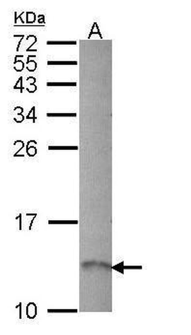 RAMP1 Antibody in Western Blot (WB)