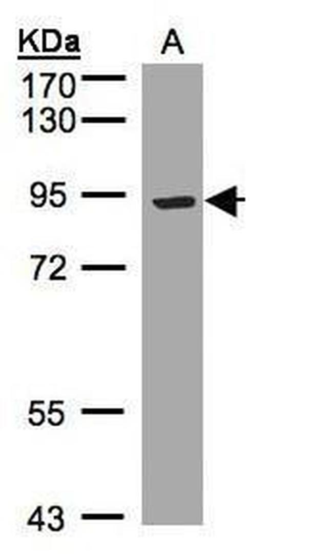 LRP12 Isoform A Precursor Antibody in Western Blot (WB)