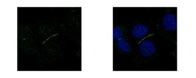 ZO-1 Antibody in Immunocytochemistry (ICC/IF)