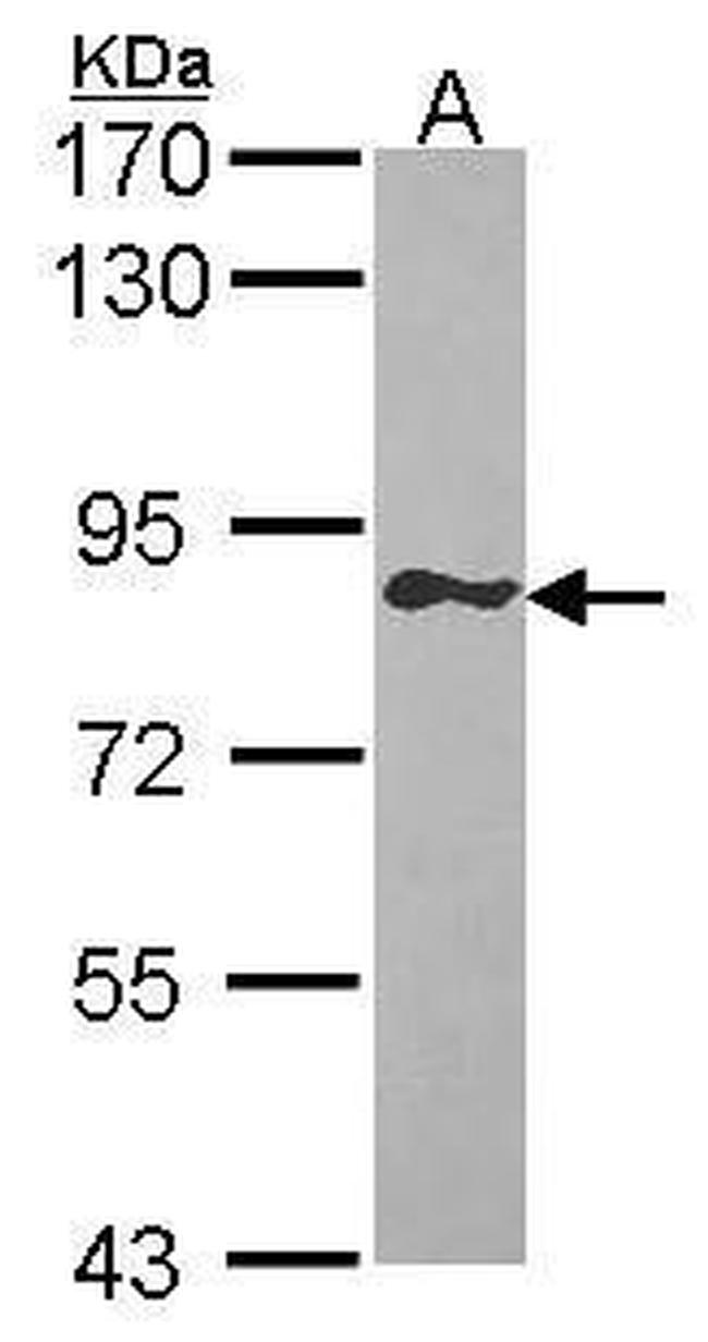GIMAP8 Antibody in Western Blot (WB)