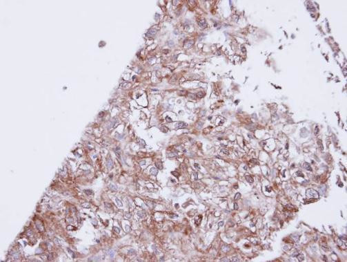 Kir3.1 (KCNJ3) Antibody in Immunohistochemistry (Paraffin) (IHC (P))