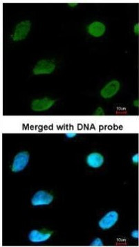 MTGR1 Antibody in Immunocytochemistry (ICC/IF)