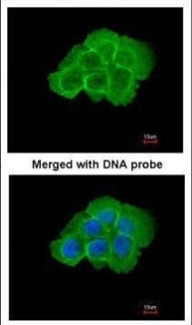 MAP4K5 Antibody in Immunocytochemistry (ICC/IF)