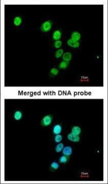 RASAL1 Antibody in Immunocytochemistry (ICC/IF)