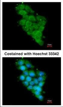 NDUFA12 Antibody in Immunocytochemistry (ICC/IF)