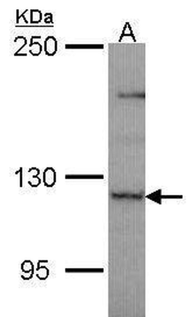 PLEKHG4 Antibody in Western Blot (WB)