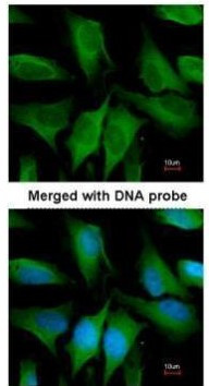 FGD4 Antibody in Immunocytochemistry (ICC/IF)
