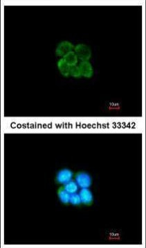 SERPINF2 Antibody in Immunocytochemistry (ICC/IF)