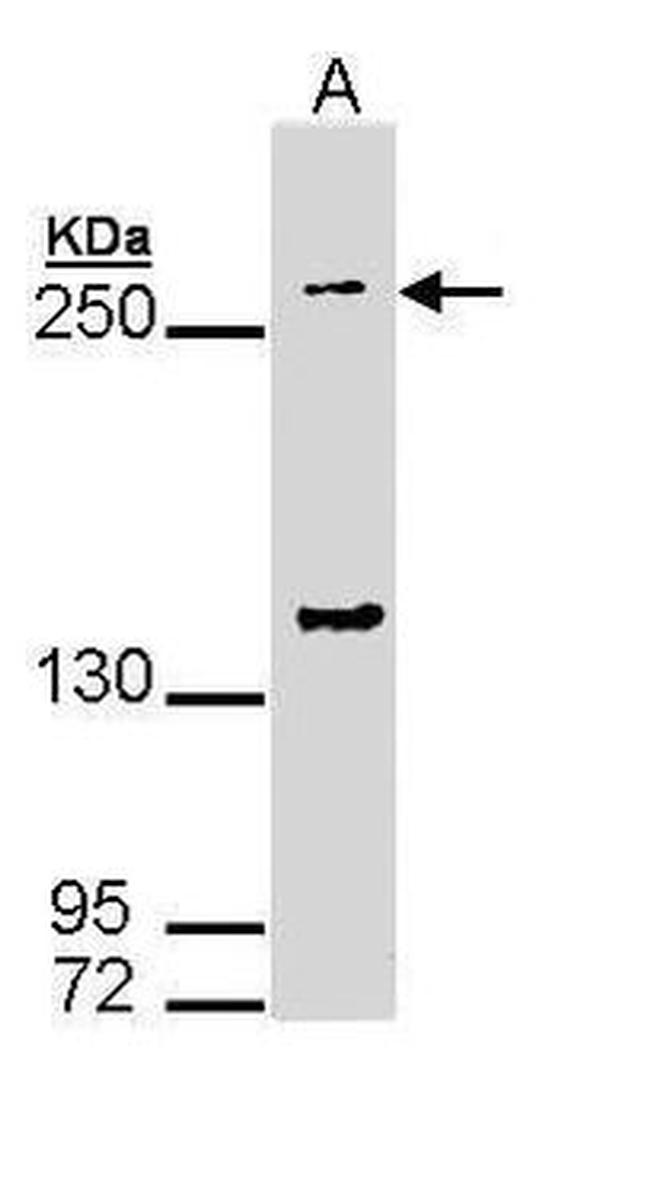 GP340 Antibody in Western Blot (WB)
