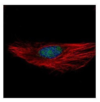 RBM28 Antibody in Immunocytochemistry (ICC/IF)