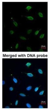 MCM7 Antibody in Immunocytochemistry (ICC/IF)