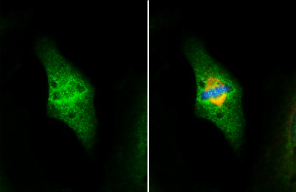 NUF2 Antibody in Immunocytochemistry (ICC/IF)