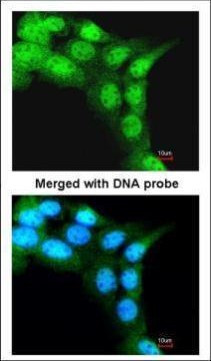FBXL3 Antibody in Immunocytochemistry (ICC/IF)