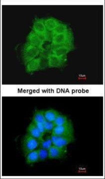 COX7B2 Antibody in Immunocytochemistry (ICC/IF)