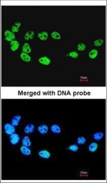 Cdc26 Antibody in Immunocytochemistry (ICC/IF)