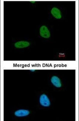 BRE Antibody in Immunocytochemistry (ICC/IF)