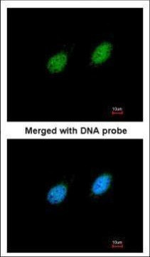 STK40 Antibody in Immunocytochemistry (ICC/IF)