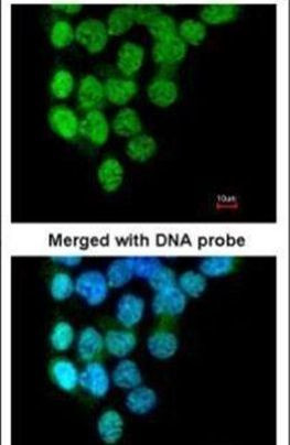 PRPF4B Antibody in Immunocytochemistry (ICC/IF)