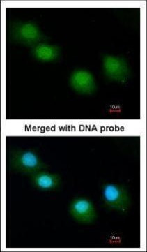 Ubiquilin 1 Antibody in Immunocytochemistry (ICC/IF)