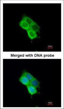 OXSR1 Antibody in Immunocytochemistry (ICC/IF)