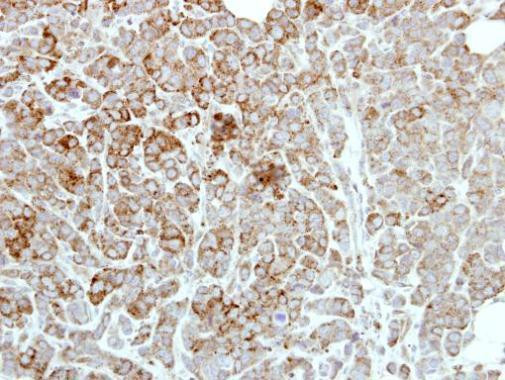 PDE1A Antibody in Immunohistochemistry (Paraffin) (IHC (P))