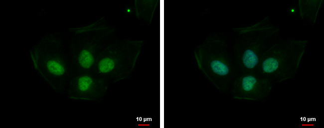 PRPS1L1 Antibody in Immunocytochemistry (ICC/IF)