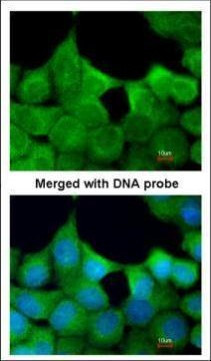 EXOC7 Antibody in Immunocytochemistry (ICC/IF)