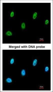 SESN3 Antibody in Immunocytochemistry (ICC/IF)