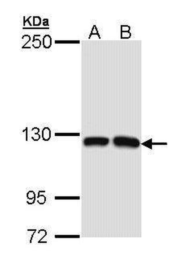 MCF2L Antibody in Western Blot (WB)