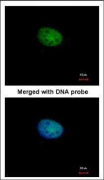 RBPJ Antibody in Immunocytochemistry (ICC/IF)