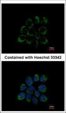 LETM1 Antibody in Immunocytochemistry (ICC/IF)