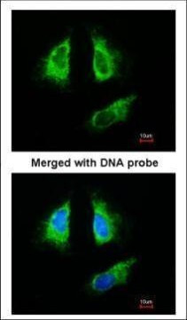 14-3-3 beta Antibody in Immunocytochemistry (ICC/IF)