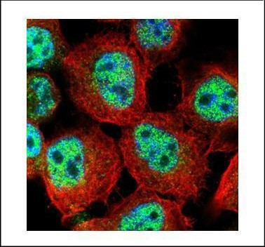 RACGAP1 Antibody in Immunocytochemistry (ICC/IF)