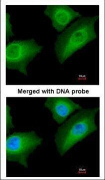 Annexin A1 Antibody in Immunocytochemistry (ICC/IF)