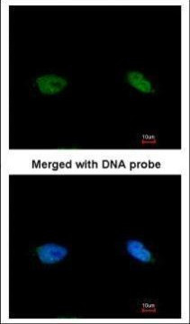 BCCIP Antibody in Immunocytochemistry (ICC/IF)