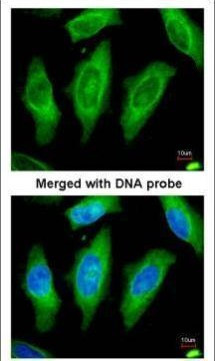 MST3 Antibody in Immunocytochemistry (ICC/IF)