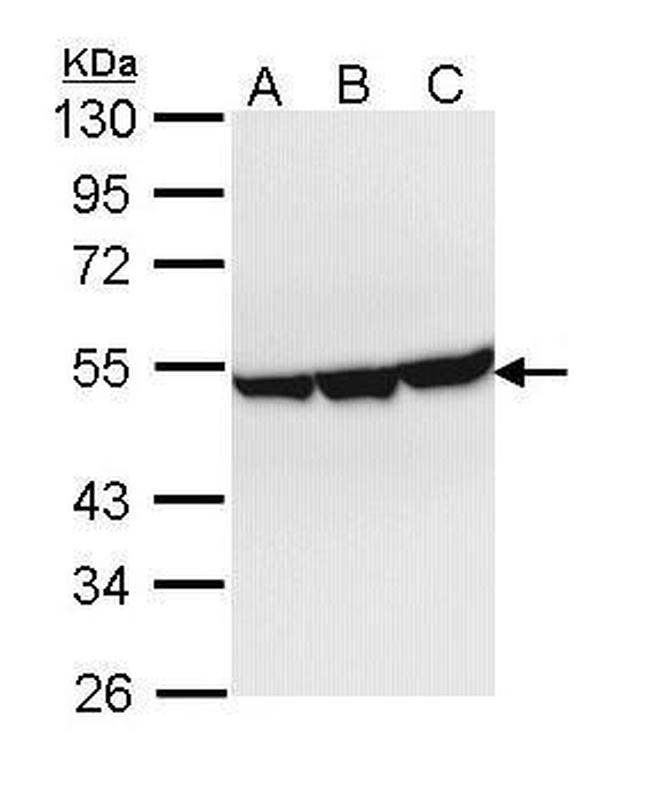 ENO3 Antibody in Western Blot (WB)