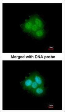 FKBP4 Antibody in Immunocytochemistry (ICC/IF)