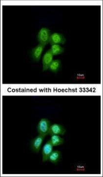 MVP Antibody in Immunocytochemistry (ICC/IF)