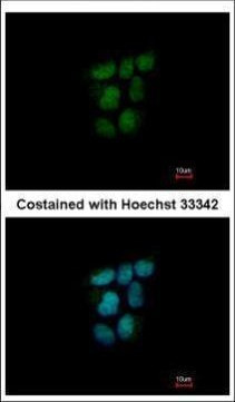 NR0B2 Antibody in Immunocytochemistry (ICC/IF)