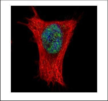 ALY Antibody in Immunocytochemistry (ICC/IF)
