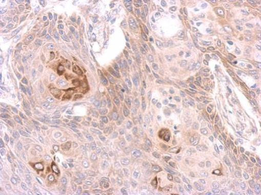 MST4 Antibody in Immunohistochemistry (Paraffin) (IHC (P))