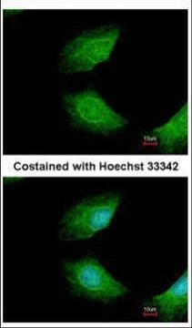 CIAPIN1 Antibody in Immunocytochemistry (ICC/IF)