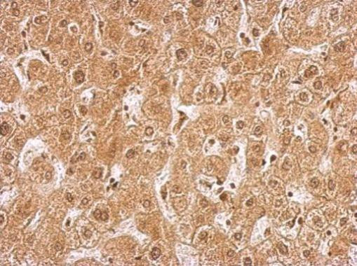 AMPK gamma-2 Antibody in Immunohistochemistry (Paraffin) (IHC (P))