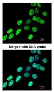 hnRNP F Antibody in Immunocytochemistry (ICC/IF)