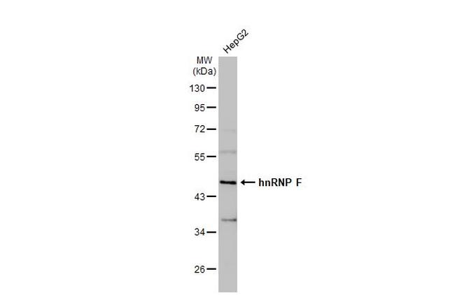 hnRNP F Antibody in Western Blot (WB)